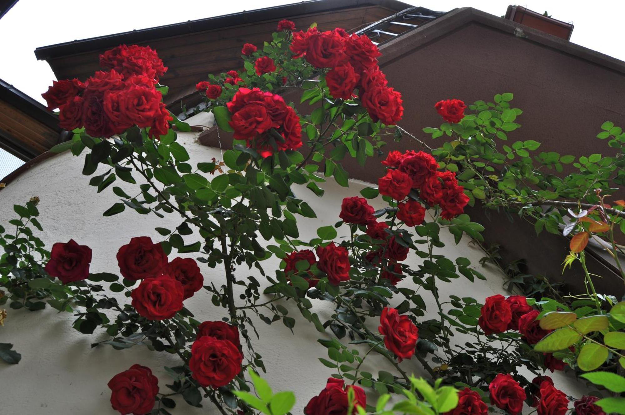 Hosteria Catalana Bossòst Exterior foto